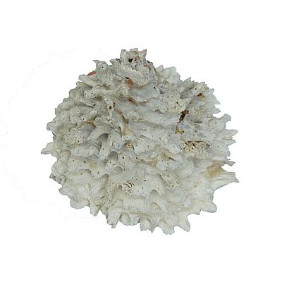 ΚΟΡΑΛΛΙ ΛΕΥΚΟ ΣΕ 4 ΜΕΓΕΘΗ