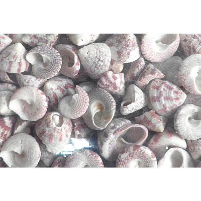 ΚΟΧΥΛΙΑ ΦΥΣΙΚΑ TROCUS 1-2 CM. 1 ΚΙΛΟ