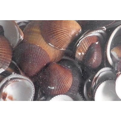 ΚΟΧΥΛΙΑ ΦΥΣΙΚΑ COCKLES ΚΑΦΕ 2-4 ΕΚ. 1 ΚΙΛΟ