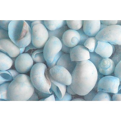 ΚΟΧΥΛΙΑ MOONSHELL ΣΙΕΛ 1-3 ΕΚ. 1 ΚΙΛΟ