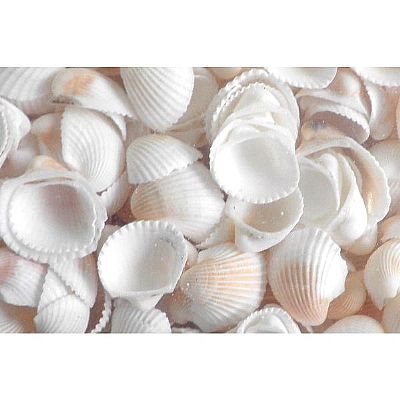 ΚΟΧΥΛΙΑ ΦΥΣΙΚΑ CLAM ROSE ΛΕΥΚΟ 1-3 ΕΚ.1 ΚΙΛΟ