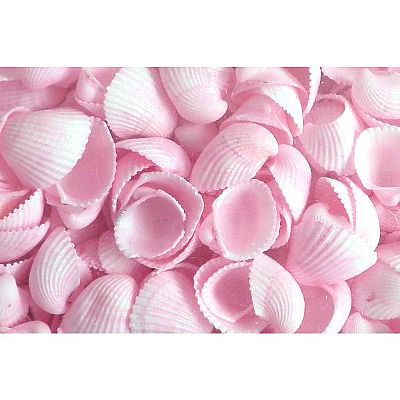 ΚΟΧΥΛΙΑ CLAM ROSE ΡΟΖ 1-3 ΕΚ. 1 ΚΙΛΟ