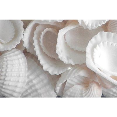 ΚΟΧΥΛΙΑ ΦΥΣΙΚΑ CLAM ROSE MΕΣΑΙΑ ΛΕΥΚΟ 3-4 ΕΚ 1 ΚΙΛΟ