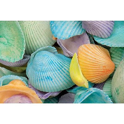 ΚΟΧΥΛΙΑ CLAM ROSE ΜΕΣΑΙΑ ΠΟΛΥΧΡΩΜΑ 3-5 ΕΚ. 1 ΚΙΛΟ