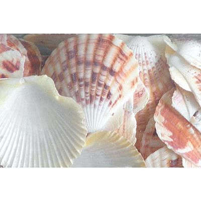 ΚΟΧΥΛΙΑ ΦΥΣΙΚΑ PECTEN VEXILUM 3-5CM. 1ΚΙΛΟ