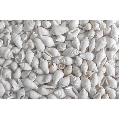 ΚΟΧΥΛΙΑ ΦΥΣΙΚΑ NASSA ΛΕΥΚΟ 1-2 ΕΚ. 1ΚΙΛΟ