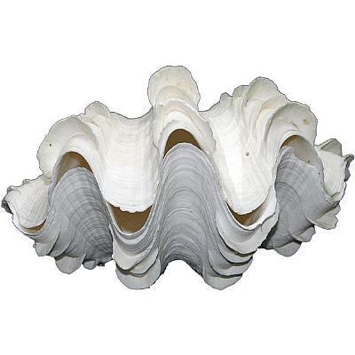 ΚΟΧΥΛΙ ΑΧΙΒΑΔΑ ΠΤΕΡΥΓΙΑ ΣΕΤ/2 ΤΕΜ.ΣΕ 4 ΜΕΓΕΘΗ.