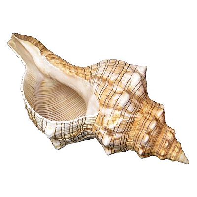 ΚΟΧΥΛΙ FASCIOLARIA ΣΕ 3 ΜΕΓΕΘΗ