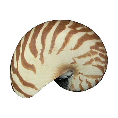 ΚΟΧΥΛΙ ΦΥΣΙΚΟ ΝΑΥΤΙΛΟΣ ΣΕ 5 ΜΕΓΕΘΗ