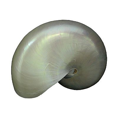 ΚΟΧΥΛΙ ΠΕΡΛΕ ΝΑΥΤΙΛΟΣ ΣΕ 5 ΜΕΓΕΘΗ