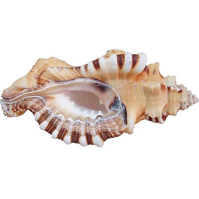 ΚΟΧΥΛΙ ΦΥΣΙΚΟ CIMATIUM LOTORIUM ΣΕ 3 ΜΕΓΕΘΗ