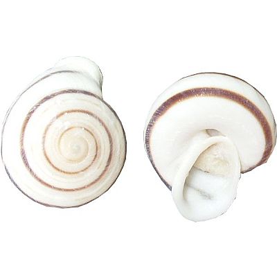 ΚΟΧΥΛΙ ΦΥΣΙΚΟ ΣΑΛΙΓΚΑΡΙ ΚΑΦΕ 7-9 ΕΚ.