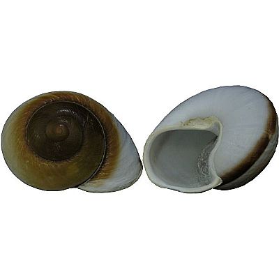 ΚΟΧΥΛΙ ΦΥΣΙΚΟ ΣΑΛΙΓΚΑΡΙ ΚΑΦΕ 7-9 ΕΚ.