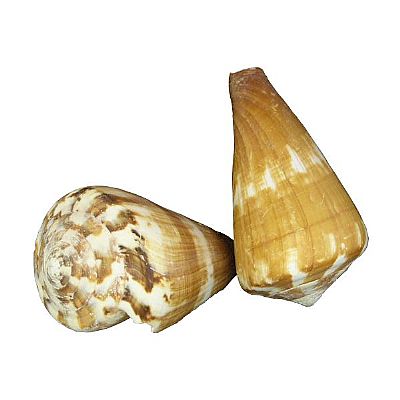 ΚΟΧΥΛΙ ΦΥΣΙΚΟ ΚΩΝΟΣ 8-10 ΕΚ.