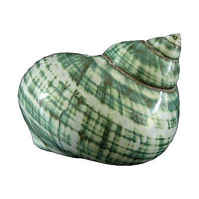 ΚΟΧΥΛΙ ΦΥΣΙΚΟ ΤΟΥΡΜΠΟ ΠΡΑΣΙΝΟ 6-7 ΕΚ.