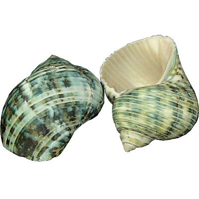 ΚΟΧΥΛΙ ΦΥΣΙΚΟ ΤΟΥΡΜΠΟ ΠΡΑΣΙΝΟ 6-7 ΕΚ.