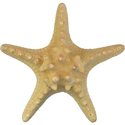 ΑΣΤΕΡΙΑΣ ΦΥΣΙΚΟΣ PHILIPPINE ΣΕ 6 ΜΕΓΕΘΗ