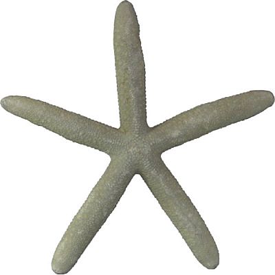 ΑΣΤΕΡΙΑΣ ΔΑΚΤΥΛΟ ΛΕΥΚΟ ΣΕ 6 ΜΕΓΕΘΗ