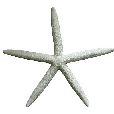 ΑΣΤΕΡΙΑΣ ΔΑΚΤΥΛΟ ΛΕΥΚΟ ΣΕ 6 ΜΕΓΕΘΗ