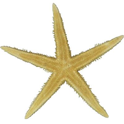 ΑΣΤΕΡΙΑΣ ΦΥΣΙΚΟΣ FLAT ΣΕΤ/100 ΤΕΜ.ΣΕ 4 ΜΕΓΕΘΗ.