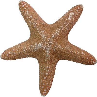 ΑΣΤΕΡΙΑΣ ΦΥΣΙΚΟΣ JUNGLE ΣΕ 3 ΜΕΓΕΘΗ