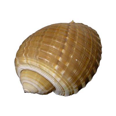 ΚΟΧΥΛΙ ΦΥΣΙΚΟ TONNA SEPA ΣΕ 4 ΜΕΓΕΘΗ