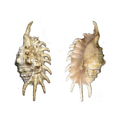 ΚΟΧΥΛΙ ΦΥΣΙΚΟ LAMPIS MILIPEDA 10-12 CM.