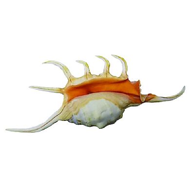 KOXYΛΙ ΦΥΣΙΚΟ LAMPIS CROCATA 8-10 CM.