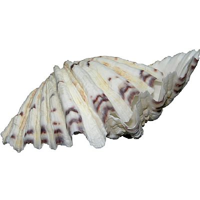 ΚΟΧΥΛΙ ΑΧΙΒΑΔΑ ΣΕ 8 ΜΕΓΕΘΗ