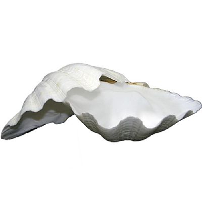 ΚΟΧΥΛΙ ΑΧΙΒΑΔΑ ΛΕΥΚΗ ΣΕ 7 ΜΕΓΕΘΗ