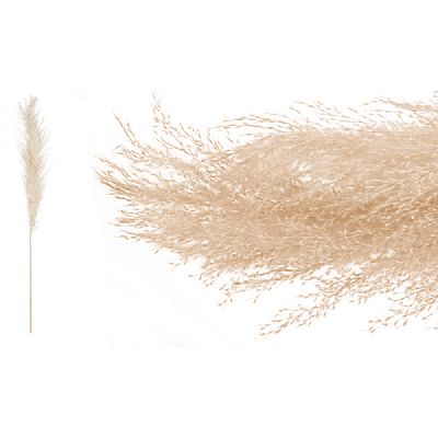 PAMPAS ΦΥΣΙΚΟ 140cm 0516196