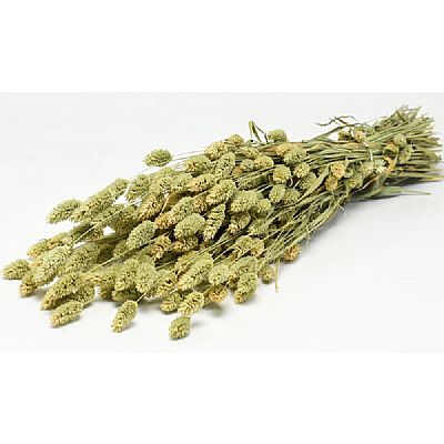  PHALARIS 70cm ΦΥΣΙΚΟ 09635009(180-220 ΤΕΜ.)