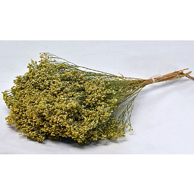 BROOM BLOOM 50cm 0924000